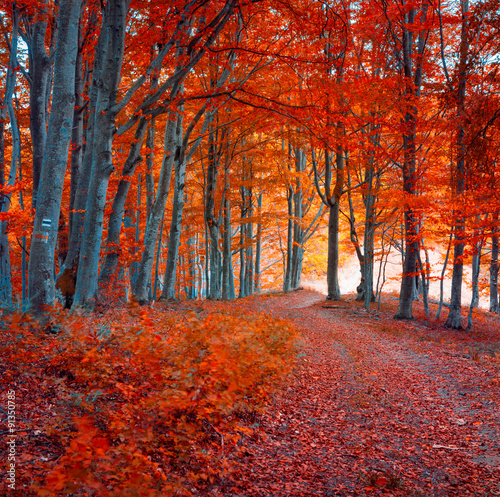 Fototapeta Naklejka Na Ścianę i Meble -  Colorful autumn morning in the dark mountain forest.