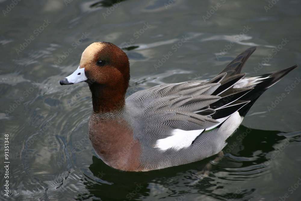 Wigeon duck floating on water Wigeon duck floating on water