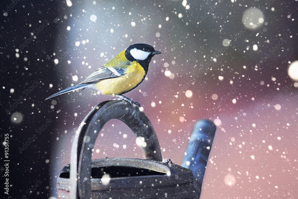 Fototapeta premium Great Tit (Parus major) sitting on a water can in falling snow