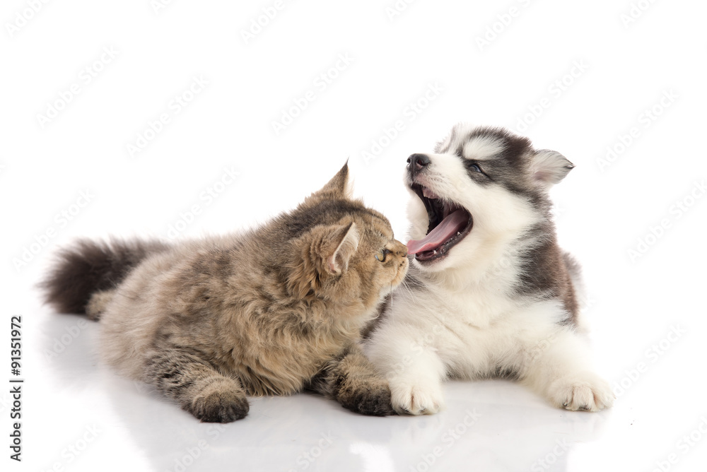 Obraz premium Cat and dog together lying on a white background