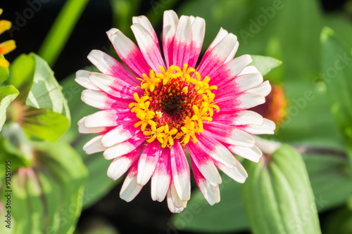 beautiful flower in garden