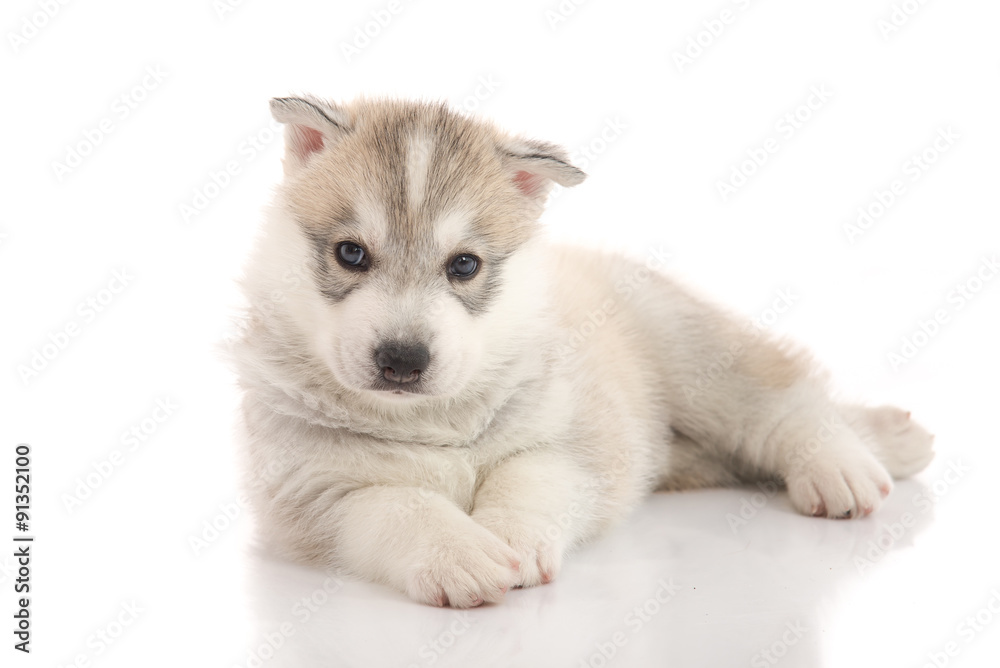 Cute siberian husky puppy lying on white background isolated