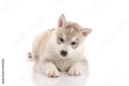 Cute siberian husky puppy lying on white background © lalalululala