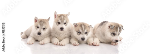 Group of Siberian husky puppies in front of white background