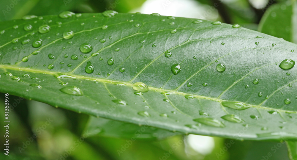 Gouttes d'eau sur une feuille Gouttes d'eau sur une feuille