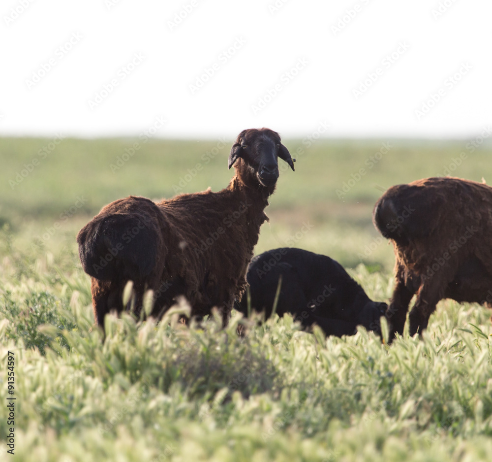 Fototapeta premium sheep in the pasture