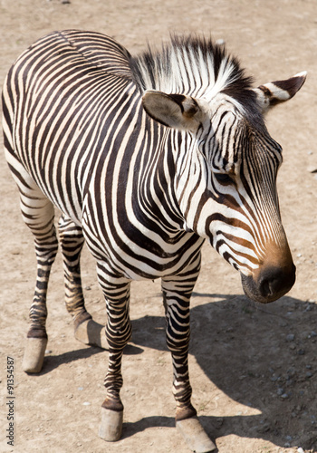 zebra in the zoo