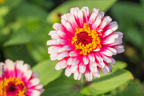 beautiful flower in garden