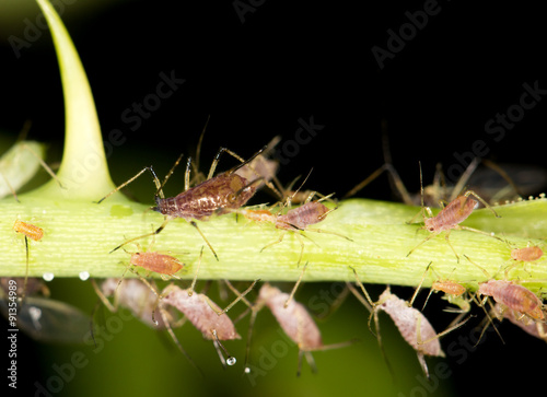 aphids on the plant. close © schankz