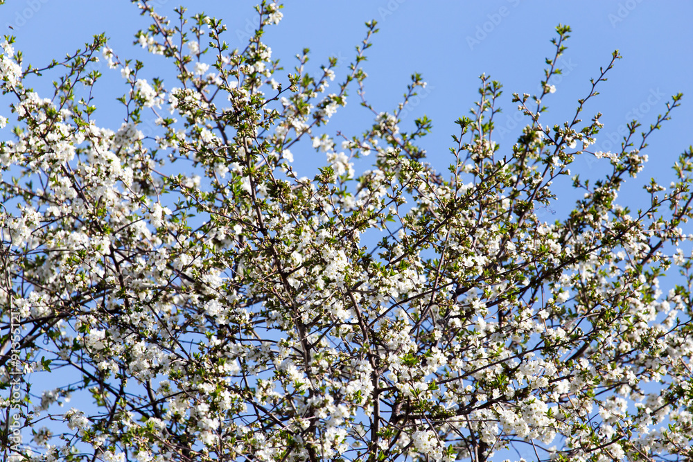 white flowers on a tree against the blue sky white flowers on a tree against the blue sky