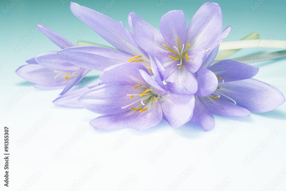 beautiful greeting background with flowers beautiful greeting background with flowers