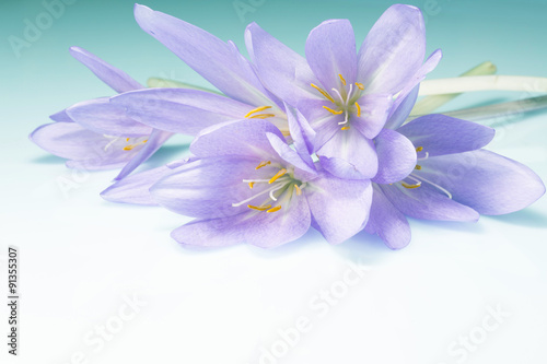 beautiful greeting background with flowers