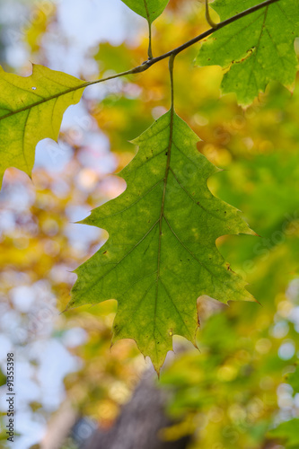 Oak green leaves.