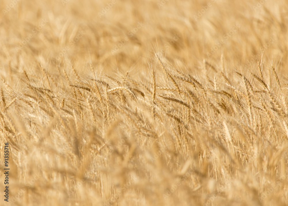 ears of wheat on the nature