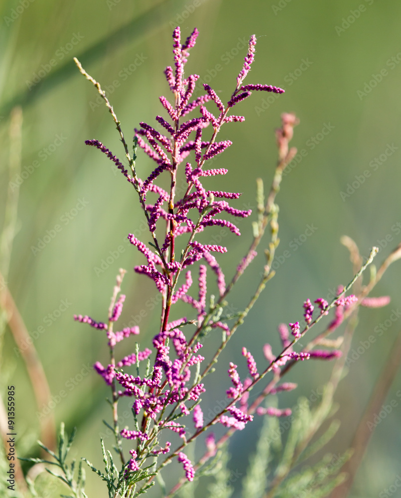 Beautiful little flowers in nature Beautiful little flowers in nature