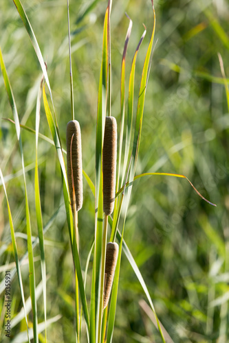 bulrush in nature as a background photo