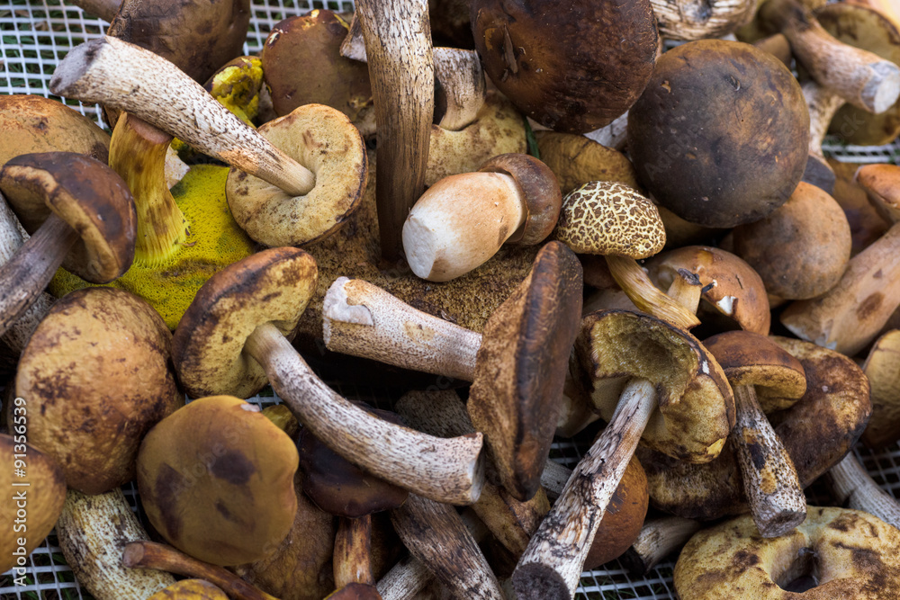 Mix of edible forest mushrooms, fall, autumn concept Mix of edible forest mushrooms, fall, autumn concept