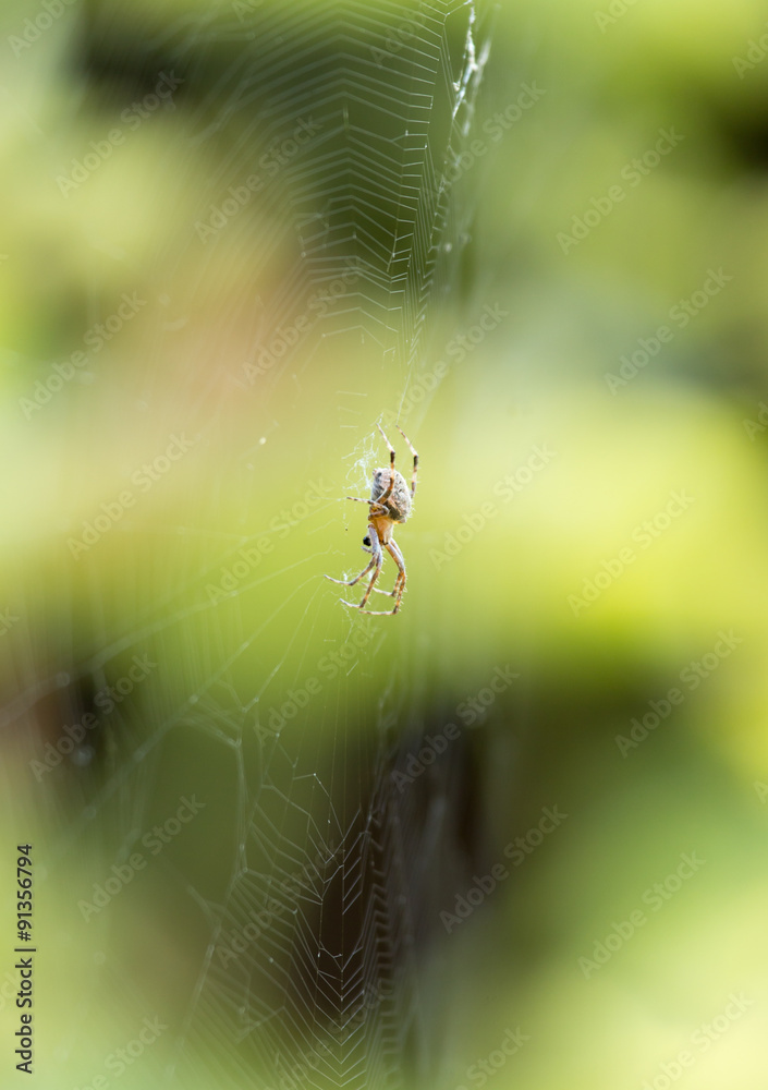 spider on a web in nature