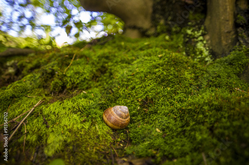 Snail photo