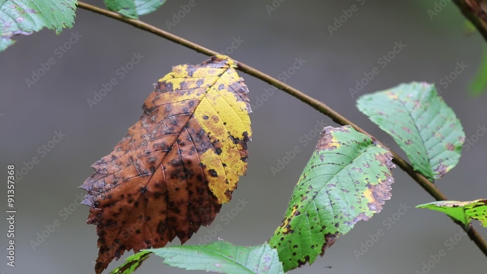feuille morte