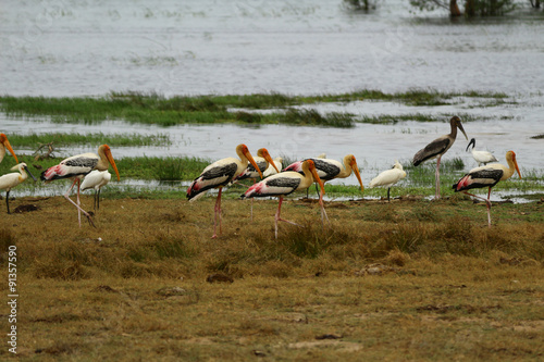 Wasservögel, Yala East / Kumana Natioal Park, Sri Lanka photo