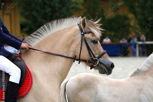 Schilderij op canvas Head Shot Of A Sportive Norwegian Fjord Horse