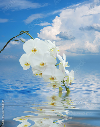 Fototapeta Naklejka Na Ścianę i Meble -  White Orchid on Surface Rippled of water and sky background
