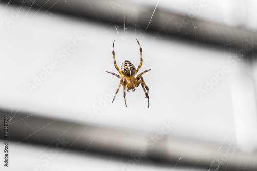 Kreuzspinne wartet in ihrem Spinnennetz auf fette Beute