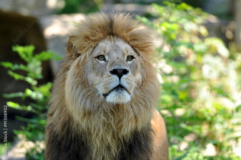 Obraz premium Wild lion at the Hellabrunn Zoo in Munich