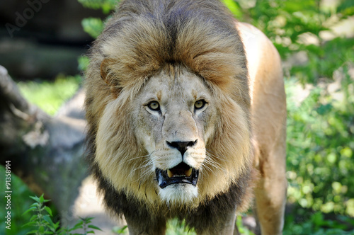 Fototapeta Naklejka Na Ścianę i Meble -  Wild lion at the Hellabrunn Zoo in Munich