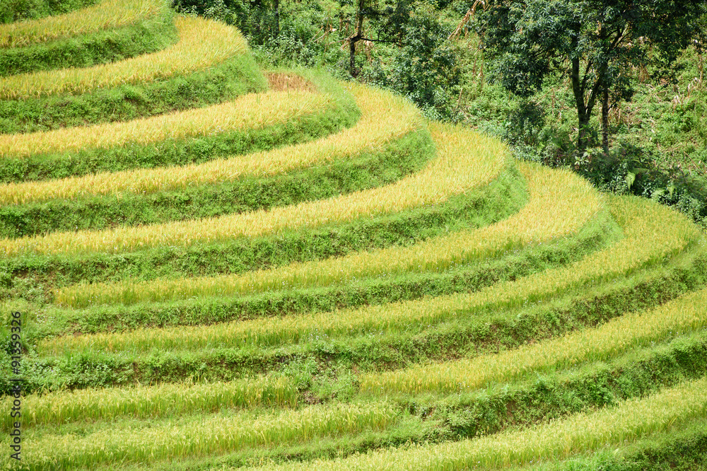 Rice fields on terrace at SAPA, Lao Cai, Vietnam Rice fields on terrace at SAPA, Lao Cai, Vietnam