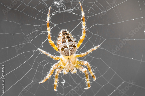 Kreuzspinne in ihrem Spinnennetz verbreitet Arachnophobie