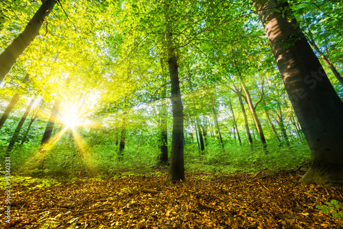 Wald mit Sonnenstrahlen