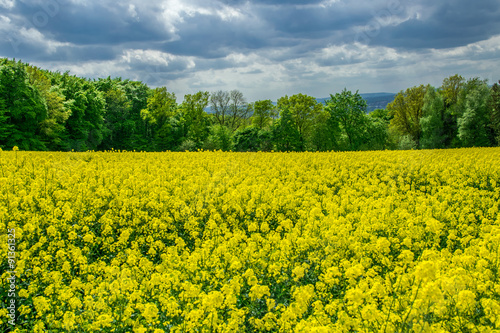 Field rapeseed against blue sky and white clouds
