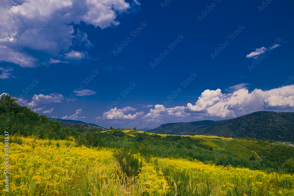 Pine tree forest