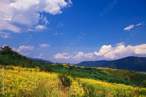 Pine tree forest