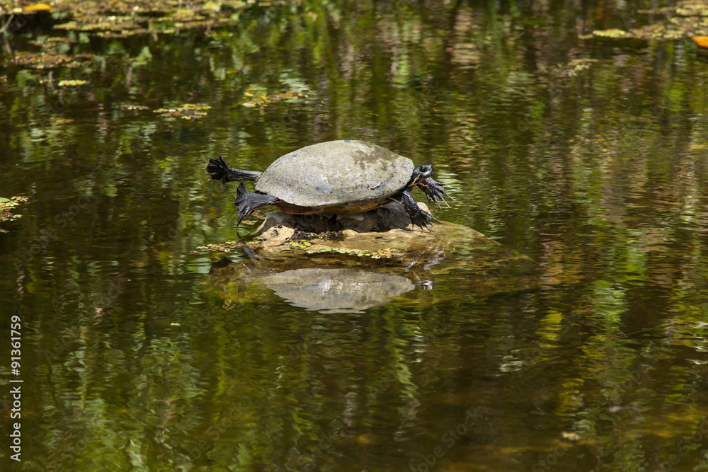 Basking in the Sun Basking in the Sun