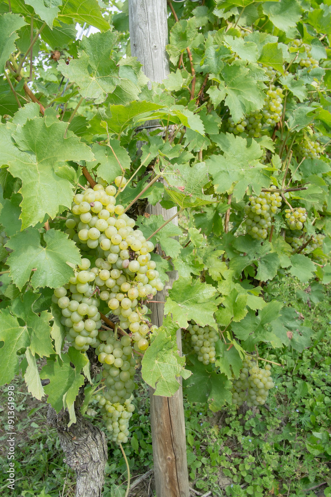 Im Weinberg Im Weinberg