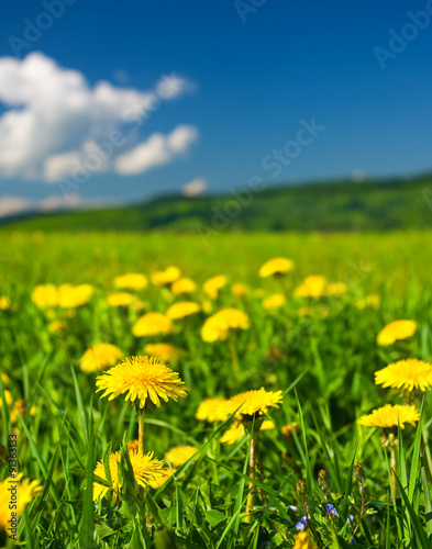 Yellow dandelions on green field