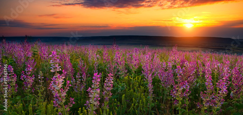 Meadow of lavender at sunset © urcis