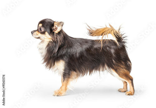 Fototapeta Naklejka Na Ścianę i Meble -  Chihuahua isolated on white background