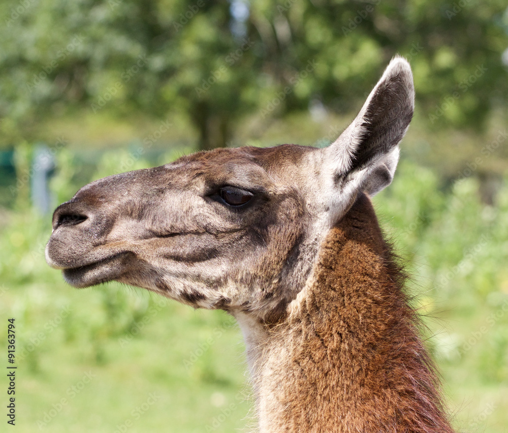 Close-up of a beautiful lama