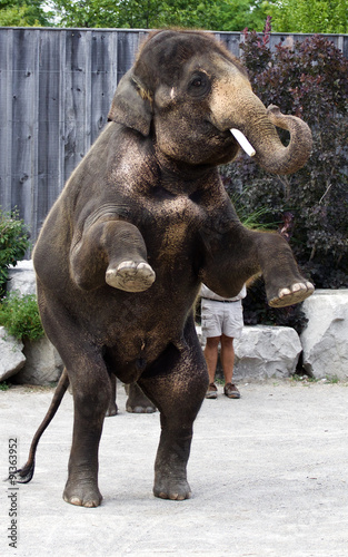 Asian elephant staying on his two legs