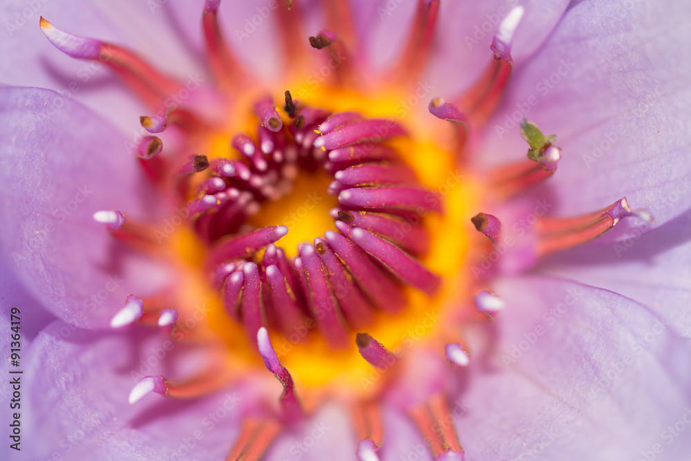 Fototapeta premium beautiful lotus
