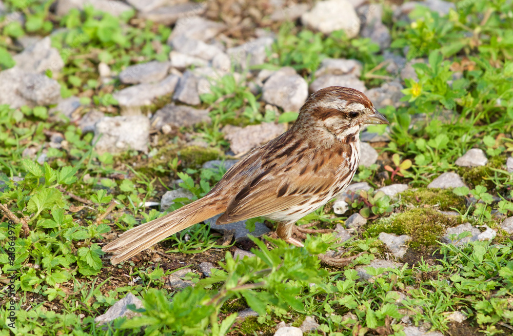 The close-up of the young sparrow The close-up of the young sparrow