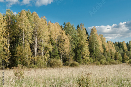 Autumn forest. Russian nature