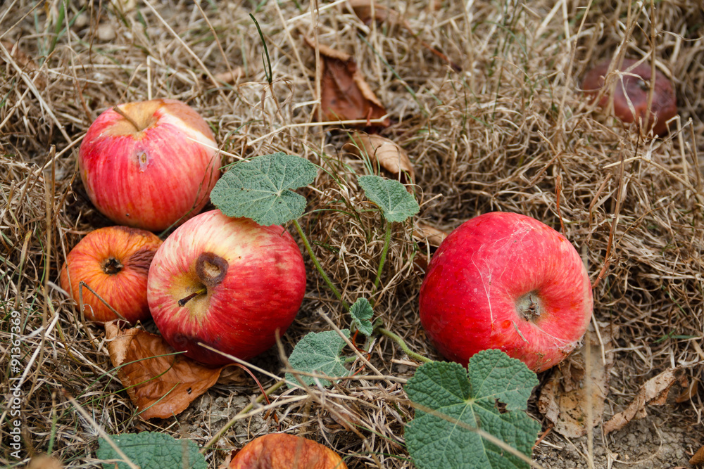 Autumn. Red apples fall to the ground. Autumn. Red apples fall to the ground.