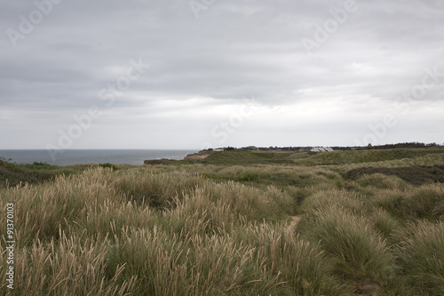 Field of Dune Grass. A field of dune grass seen from a vantage point across to the horizon on the ocean. The mature seed heads on the grass forms a patchwork pattern.