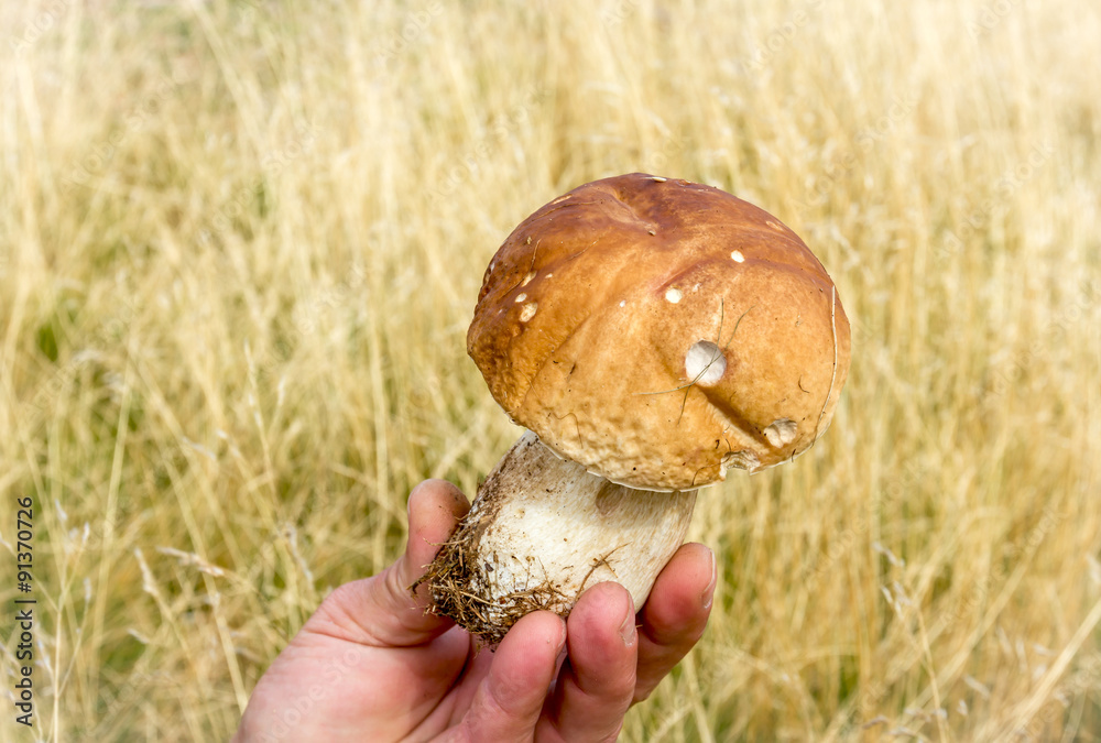 Hand holding mushroom with grass background.