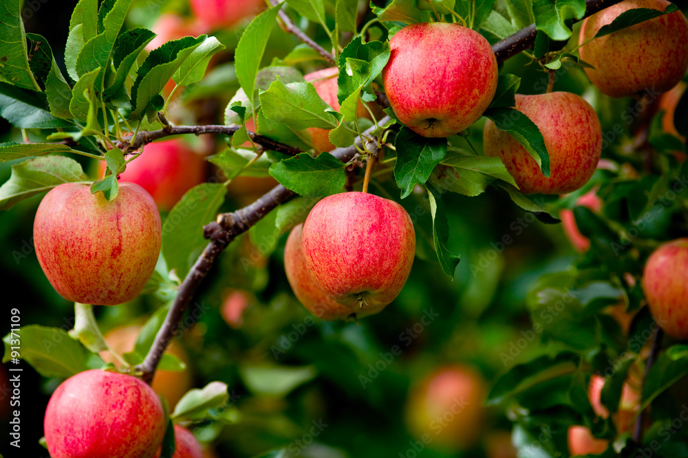 Organic red ripe apples on the orchard tree with green leaves